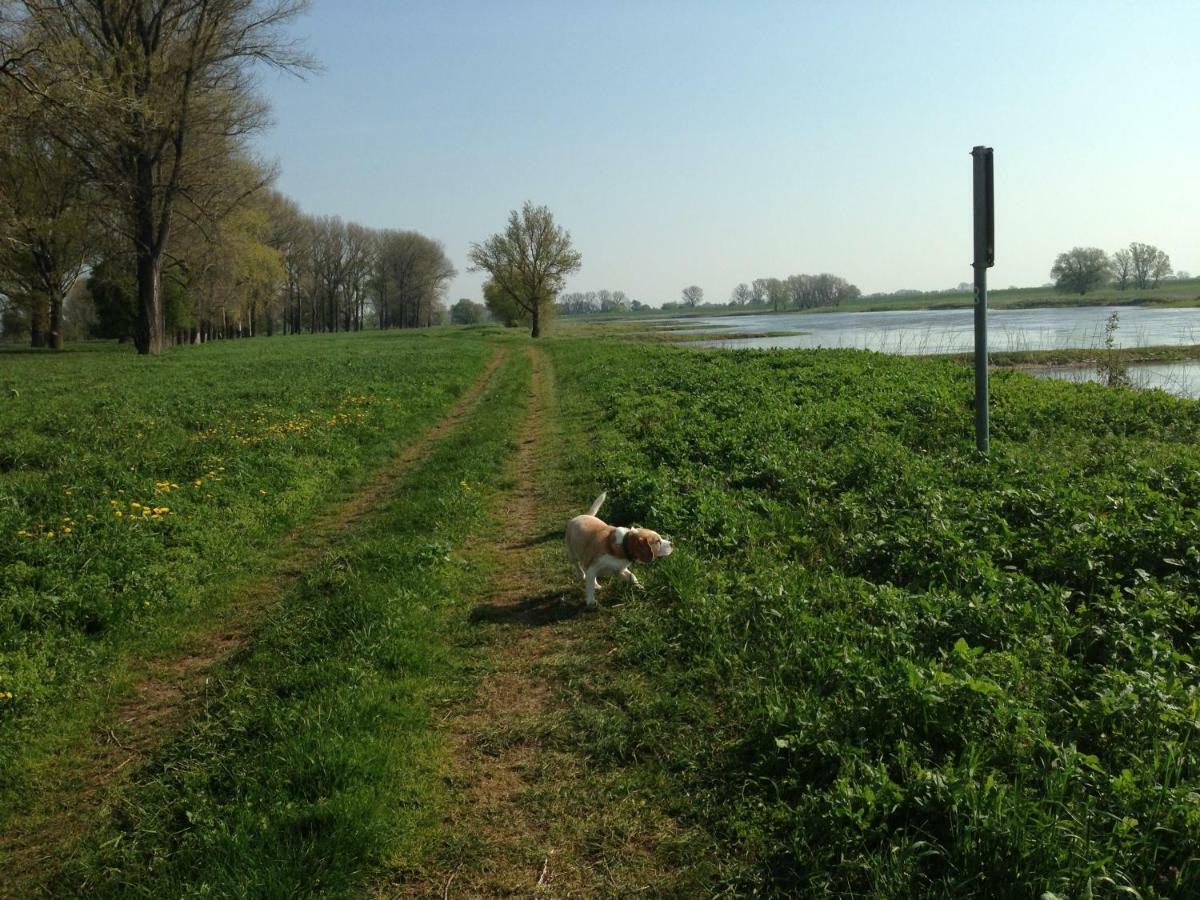 An Den Elbwiesen Gz Fewo Elbeblick Nur Nichtraucher Dommitzsch Bagian luar foto